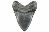 Fossil Megalodon Tooth - South Carolina #289334-2